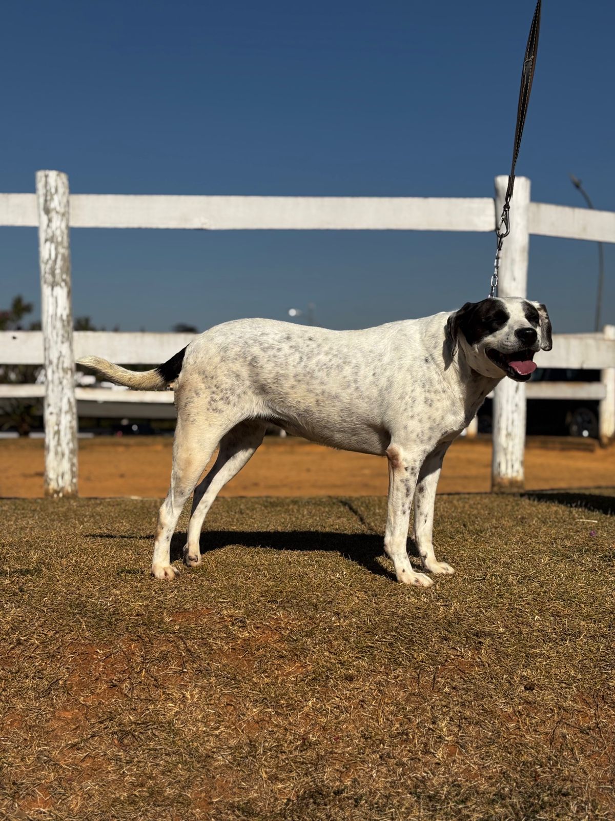 Cães para Adoção